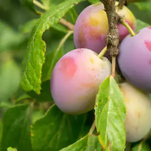 Lincolnshire Fruits Marjorie's seedling Plum Bareroot 12 Litre 1.5m Tree