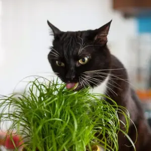 1 x Cat Grass Zumula Living Plant in 13cm Pot - Growing Plant NOT SEED