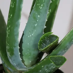 Aloe Vera Plant - Large Plant Around 30-40cm Including White Pot for The Home Or Office