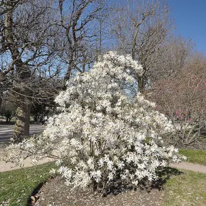 Magnolia Stellata x 2 Plants in 9cm Pots - Starry Magnoliacea - Spring Flowering