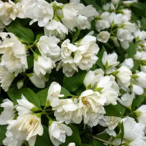 Philadelphus Manteau d'Hermine Garden Shrub - Fragrant White Flowers, Compact Size (10-30cm Height Including Pot)