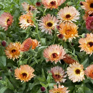 Calendula Orange Flash 1 Seed Packet (200 Seeds)