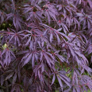 Acer Trompenburg - Japanese Maple, Outdoor Plant, Ideal for Gardens, Compact Size (50-70cm Height Including Pot)