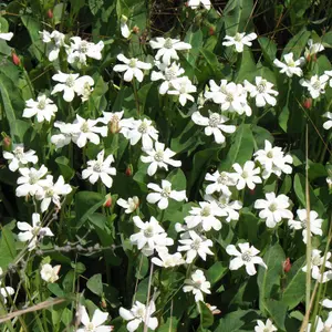 Lincolnshire Pond Plants Ltd Marginal Plants - Pond Plants (Anemopsis Californicum) - 9cm Bareroot