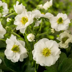 Strawberry (Fragaria) Summer Breeze Snow 9cm Pot x 3