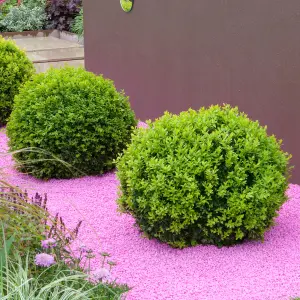 2 x Buxus Sempervirens Balls (60-80cm Height Including Pot) - Classic Ball Shape, Evergreen Foliage, Sun or Partial Shade