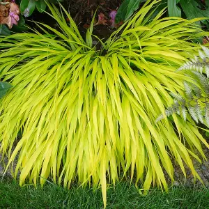 Hakonechloa All Gold - Golden-Yellow Foliage, Hardy Shrub, Low Maintenance (20-30cm Height Including Pot)