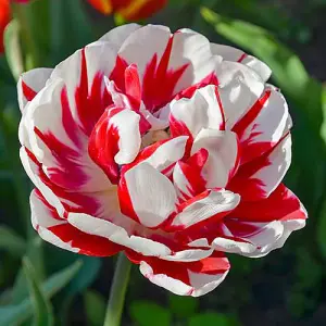 Tulip Carnaval de Nice 15 bulbs size 10/11