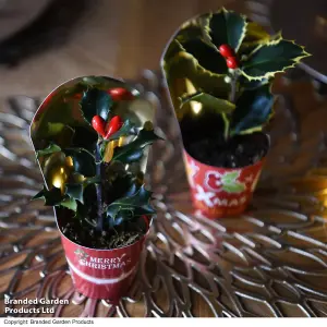 Gift Ilex (Holly) Meserveae Blue Angel 6cm Pot x 1