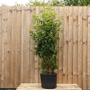 Portuguese Laurel 1.25m Height Evergreen Instant Hedge Pack of 10