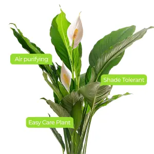 Spathiphyllum Peace Lily - Graceful and Purifying Indoor Plant for Interior Spaces (80-90cm Height Including Pot)