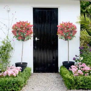 Hardy Shrub - Photinia Red Robin Standard Tree -3 Litre Potted Plant x 4 - Ready to Plant in Pots, Containers and Gardens