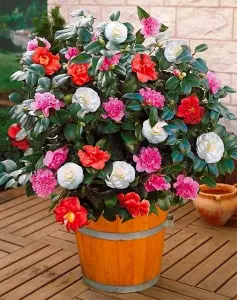 Camellia Japonica Plant Tricolour Red, White & Pink in One Pot - Evergreen Shrub - Rare Variety of Camellia Japonica Plant 30-50cm