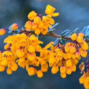 Berberis Compacta - Compact Shrub, Vibrant Orange Flowers (20-30cm Height Including Pot)