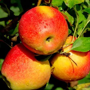 Dwarf Patio 'Braeburn' Apple Tree,Self-Fertile,Ready to Fruit,Crisp & Aromatic 3FATPIGS