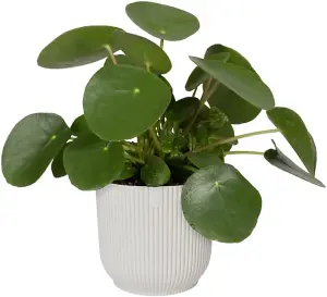 Elho Vibes Fold Round 22cm Plastic Plant Pot in Silky White