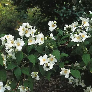 Philadelphus Belle Etoile Garden Plant - Fragrant White Star-Shaped Blooms (15-30cm Height Including Pot)