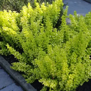 Berberis Golden Horizon - Outdoor Flowering Shrub, Ideal for UK Gardens, Compact Size (15-30cm Height Including Pot)