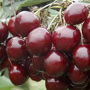 Stella Cherry Fruit Tree in a 5L Pot 90-110cm Tall on Dwarf Rootstock - for Patios and Pots, Small Gardens, Delicious Soft Fruit