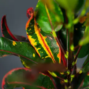 Codiaeum Mammi in 12cm Pot - Joseph's Coat - Multicoloured Indoor Plant