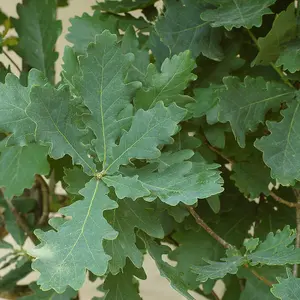 Quercus Robur Tree - English Oak Tree, Resilient, Hardy (5-6ft)