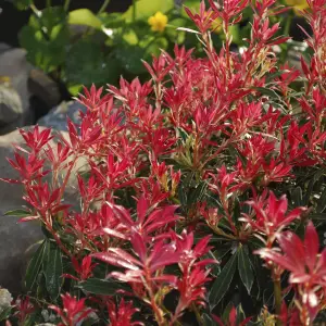 Pieris Flaming Silver in 8/9cm Pot