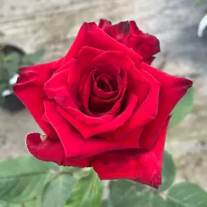 YouGarden Adam's Rose, Established Plant in 3-4L Pot, Ready to Plant Bush Rose for Pots, Beds, or Borders, Deep Red Hybrid Tea Flo