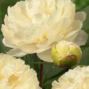 Peony Trio - A Collection of 3 Paeonia Bare Roots each with 3-5 eyes