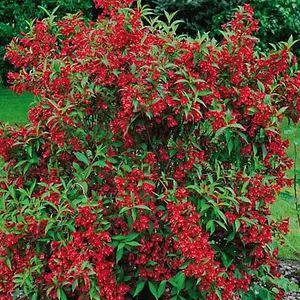 Weigela Red Prince Garden Plant - Scarlet Red Blooms, Compact Size (15-30cm Height Including Pot)