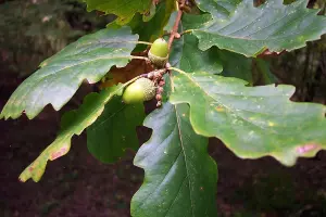 3-4ft Sessile Oak (Quercus Petraea) Bare Root Hedging Plants Tree Sapling - Pack of 10