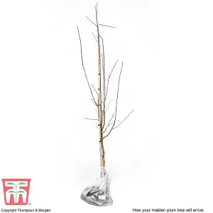 Plum (Prunus) Marjories Seedling (St Julien) 1 Bare Root Tree