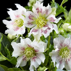 Helleborus orientalis Hello Pearl 14cm Potted Plant x 2