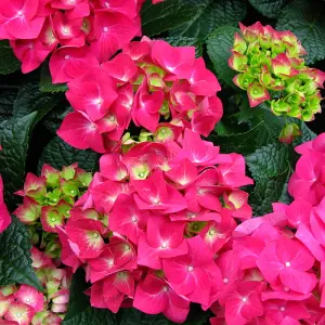 Hydrangea Teller Pink Garden Plant - Pink Mophead Flowers, Compact Size, Hardy (15-30cm Height Including Pot)