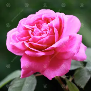 Happy Mother's Day Pink Rose - Outdoor Plant, Ideal for Gardens, Compact Size