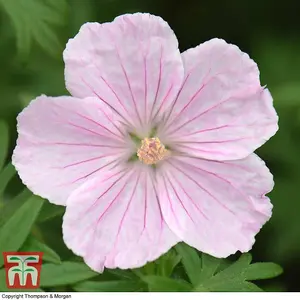 Geranium Sanguineum Stratum (Hardy) 3 Bare Roots