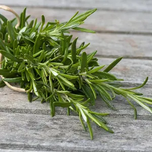 2 x Rosemary Herb Plants in 14cm Pots - Rosmarinus Officinalis for Culinary Use