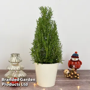 Gift Rosemary Christmas Tree (Pyramid) 15cm Pot x 1 (Height 30-40cm)