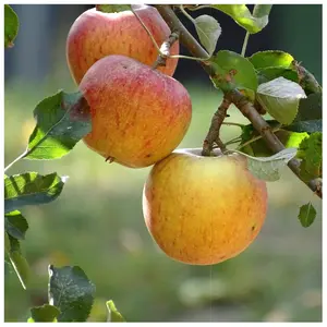 Dwarf Patio Cox's Orange Pippin Apple Tree, Ready to Fruit,Classic English Apple 3FATPIGS