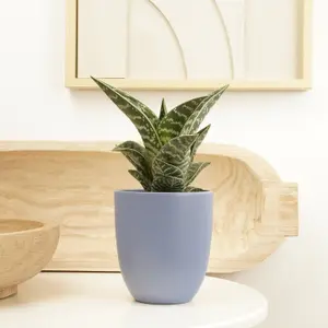 House Plant - Aloe Vera - Tiger - 5 cm Pot size - Below 10 cm Tall - Aloe Vera - Indoor Plant