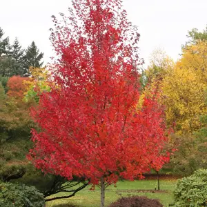 Acer rubrum Redpointe Tree - Stunning Red Foliage, Compact Size, Hardy (5-6ft)