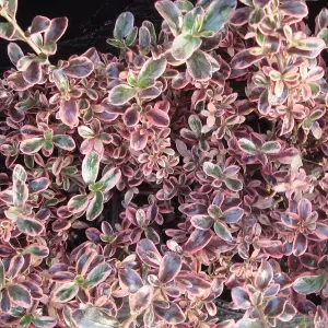 Coprosma Rainbow Surprise - Variegated Red and Green Foliage, Evergreen, Hardy (20-30cm Height Including Pot)