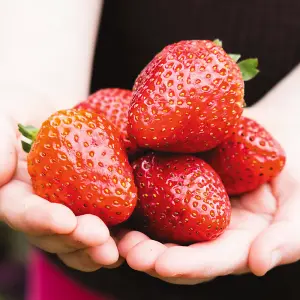 Strawberry Red Gauntlet - Outdoor Fruit Plants for Gardens, Pots, Containers (9cm Pots, 10 Pack)