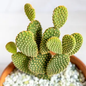 Opuntia Microdasys Bunny Ears Cactus in 8.5cm Pot - Indoor Cactus Plant