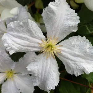 Clematis Prince George White Flowering Vine Climbing Plant 60cm Cane 3L Pot