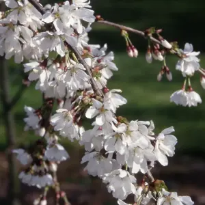 Prunus Snow Showers Trees - White Flowers, Vibrant Autumn Foliage, Hardy (5-6ft)