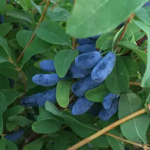 Honeyberry Honey Bee - Hardy Berry Bush with Sweet and Tangy Flavors (30-50cm Height Including Pot)