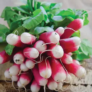 Radish French Breakfast 3 1 Seed Packet (750 Seeds)