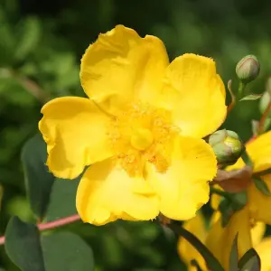 Hidcote St. John's Wort Shrub Plant Hypericum x Hidcoteense 2L Pot