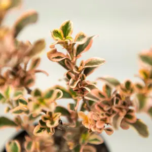 Coprosma Rainbow Surprise - Variegated Red and Green Foliage, Evergreen, Hardy (20-30cm Height Including Pot)