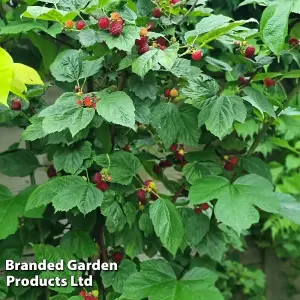 Rubus (Raspberry Tree) Hararasp 5 Litre Potted Plant x 2 -  Grow Your Own Fruit